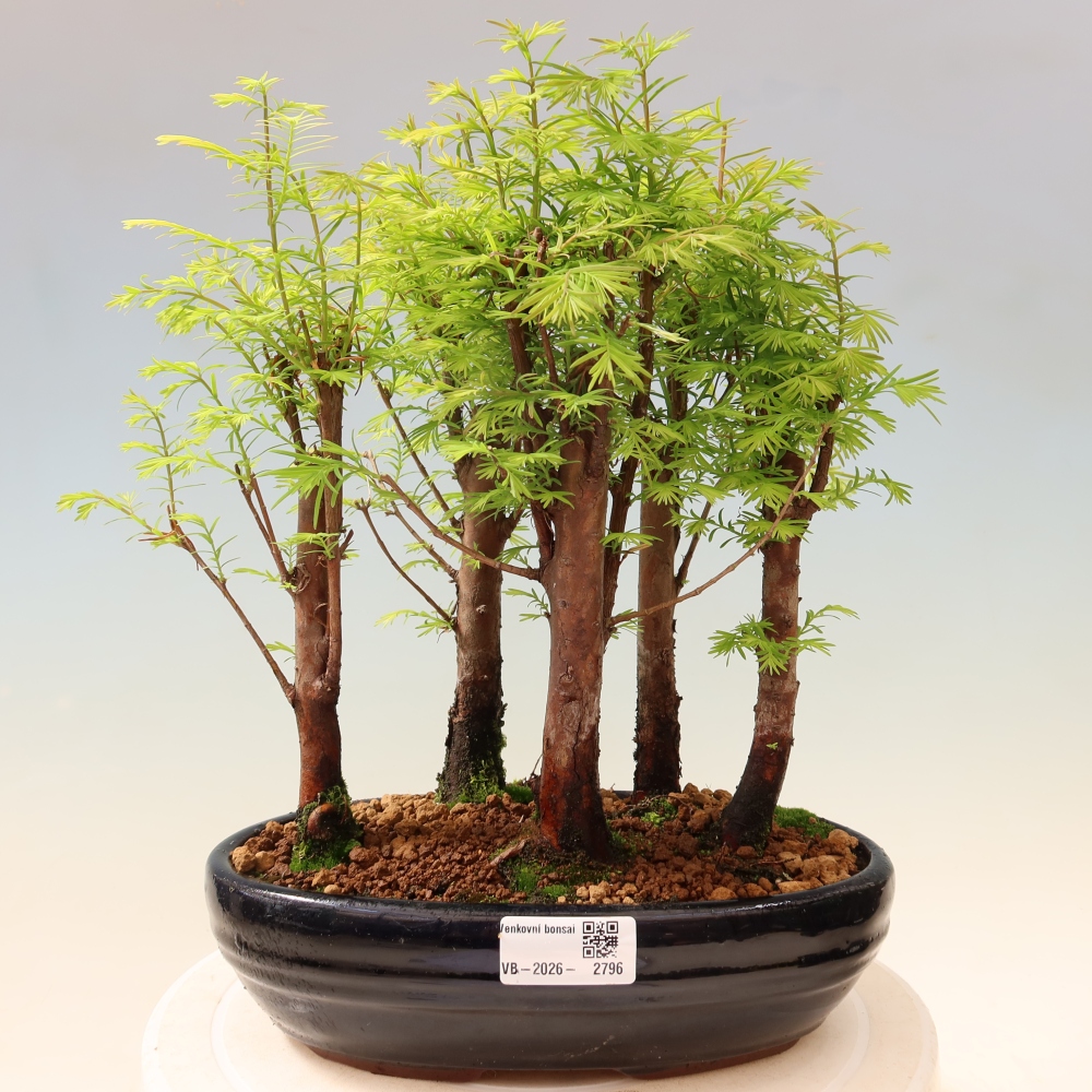 Bonsai ogrodowe – Metasequoia glyptostroboides – metasekwoja chińska – zagajnik