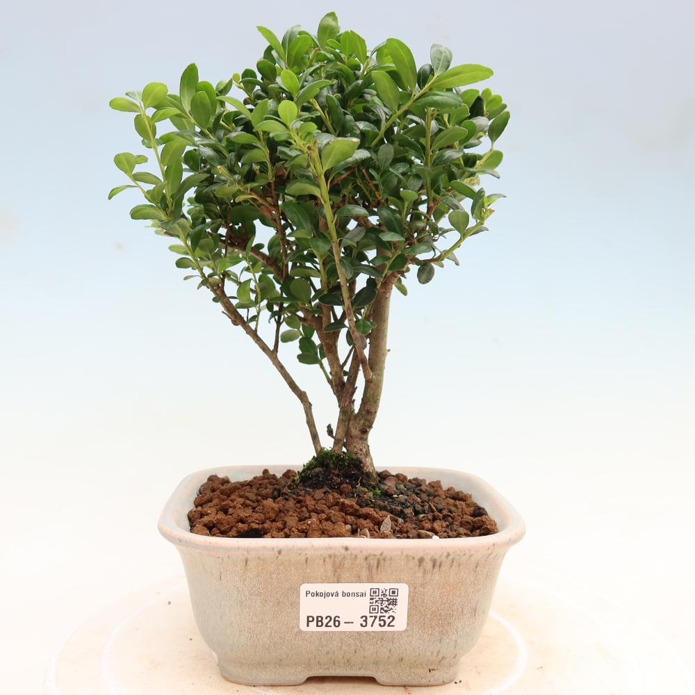 Pokój bonsai - Ilex crenata - Ostrokrzew
