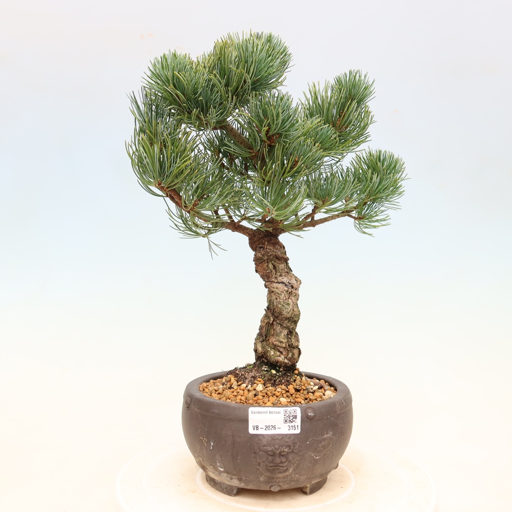 Outdoor bonsai - Pinus parviflora - Pinus parviflora