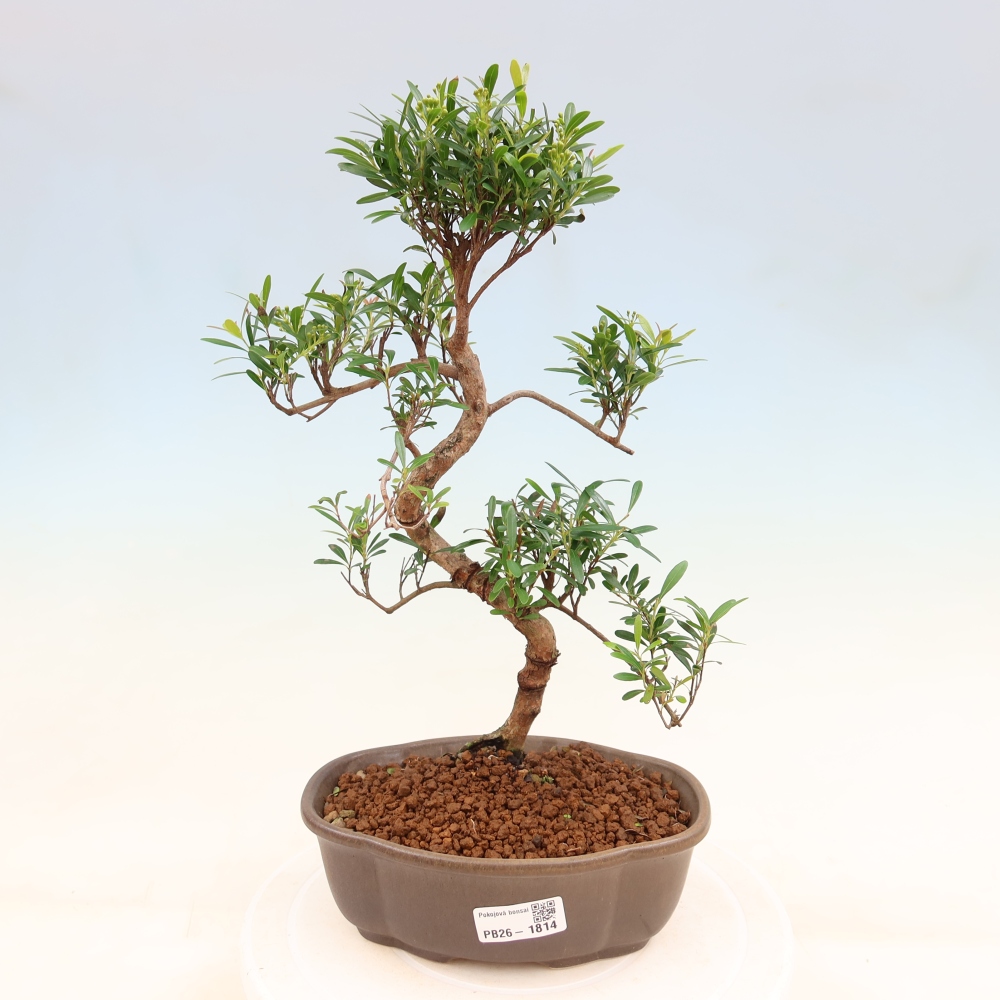 Pokój bonsai - Syzygium - Pimento