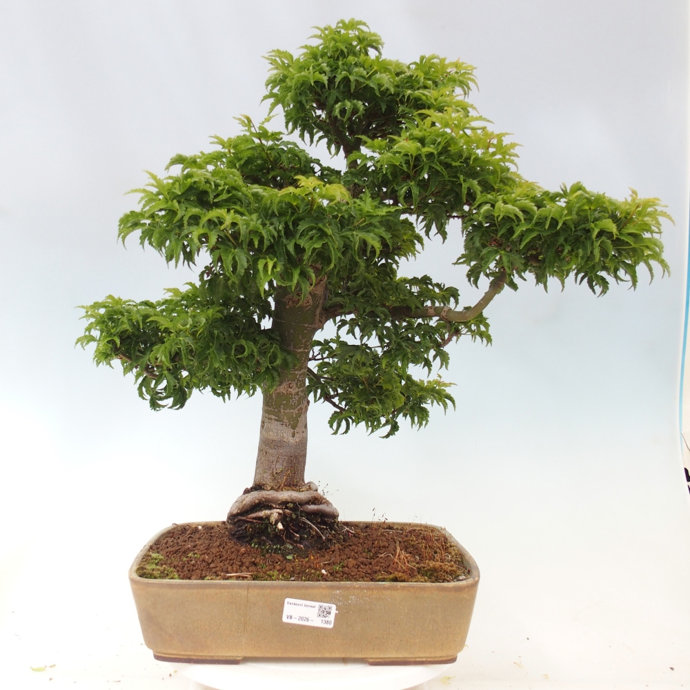 Outdoor bonsai - palma jaworowa Acer palmatum Shishigashira