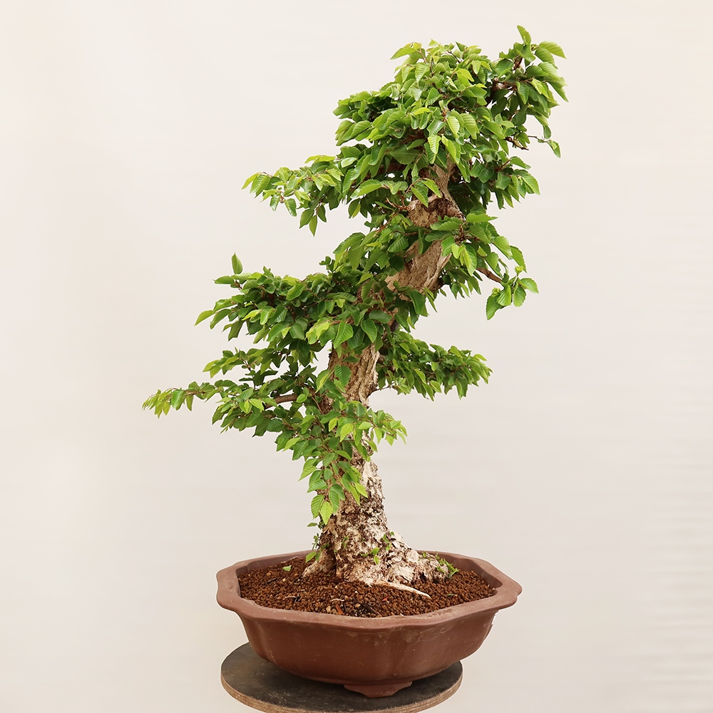Bonsai plenerowe - Carpinus Coreana - grab koreański