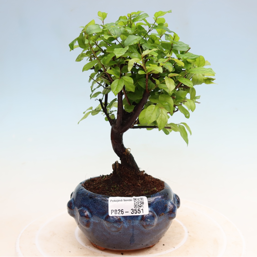 Bonsai pokojowe - Sageretia thea - Sageretia thea