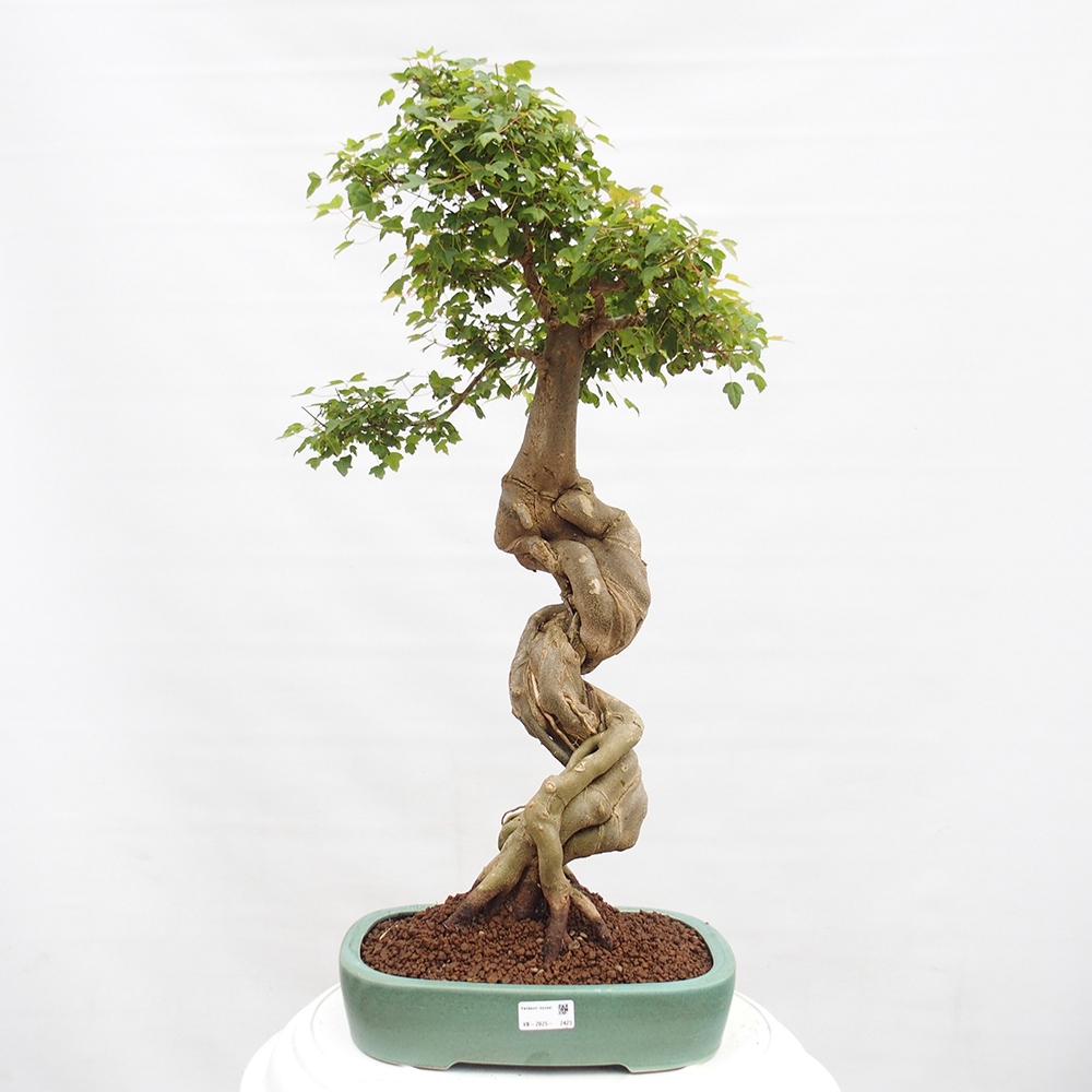 Outdoor bonsai - Maple Buergerianum - Burger Maple