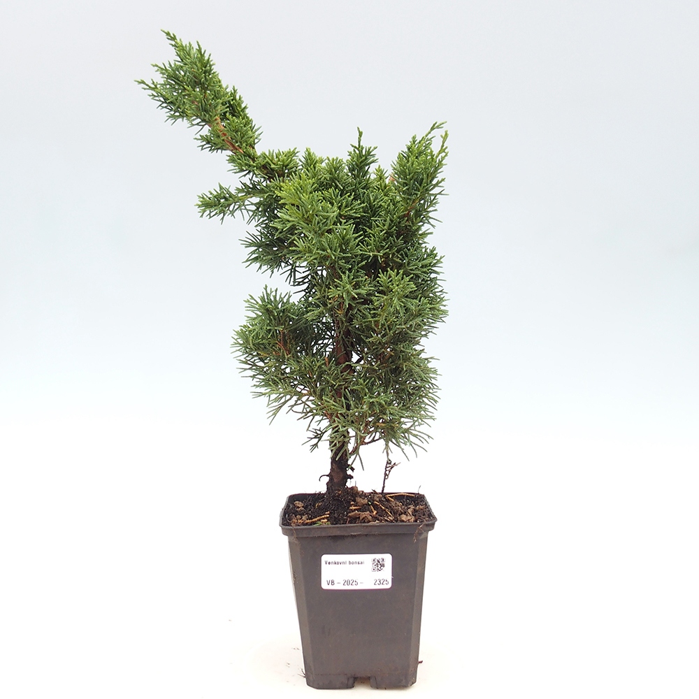 Outdoor bonsai - Juniperus chinensis Kishu - chiński jałowiec