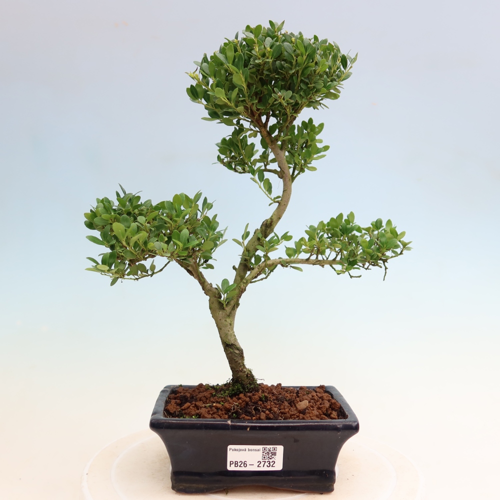Pokój bonsai - Ilex crenata - Ostrokrzew