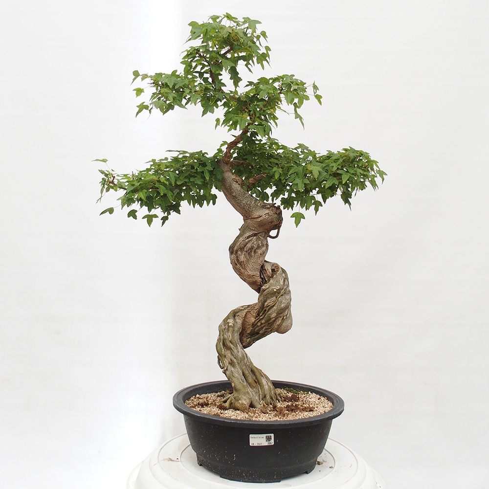 Outdoor bonsai - Maple Buergerianum - Burger Maple
