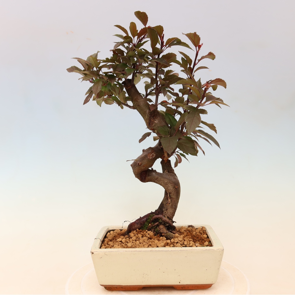 Outdoor bonsai - Malus domestica - Jabłoń czerwonolistna o małych owocach