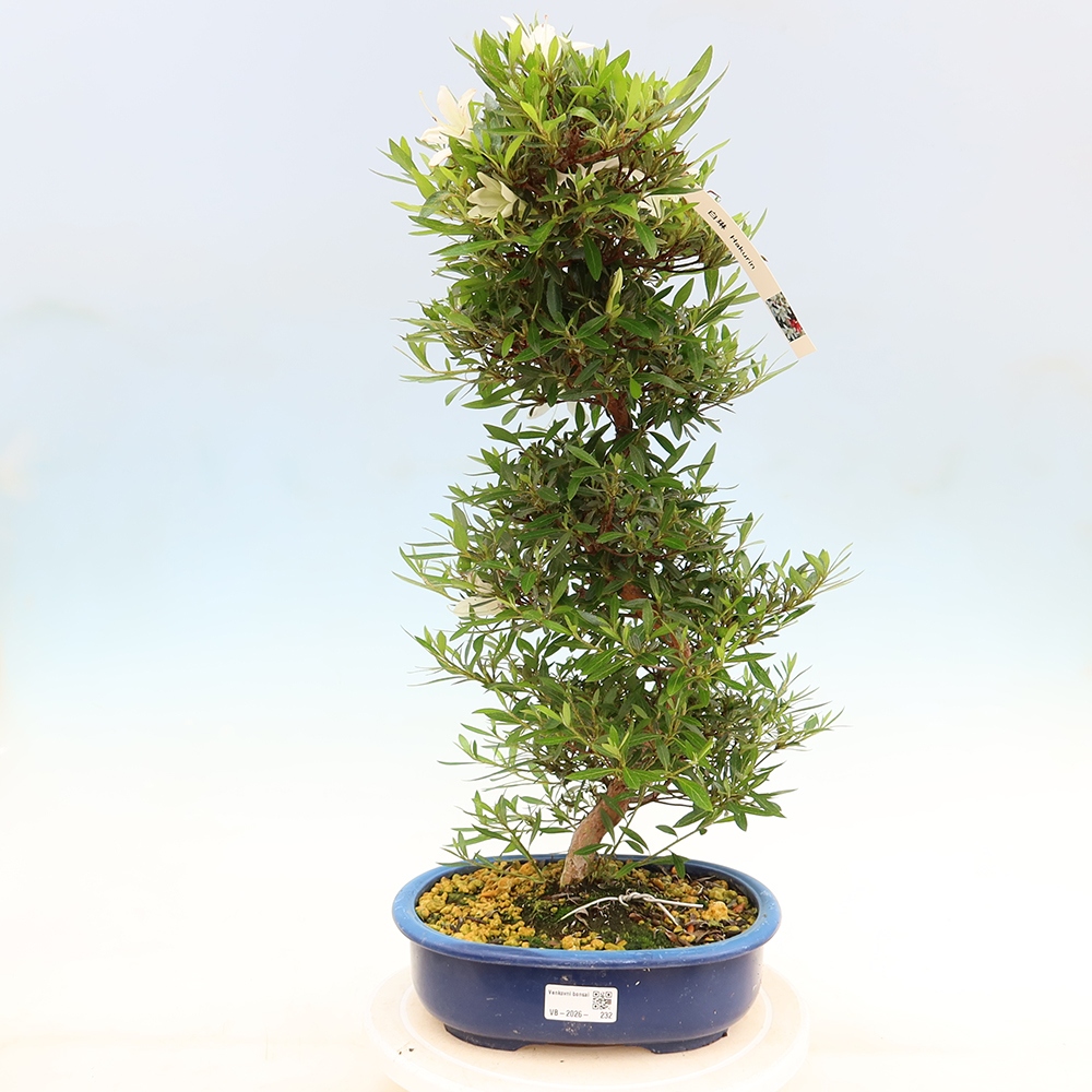 Bonsai zewnętrzne - Azalia japońska - Azalia Hakurin