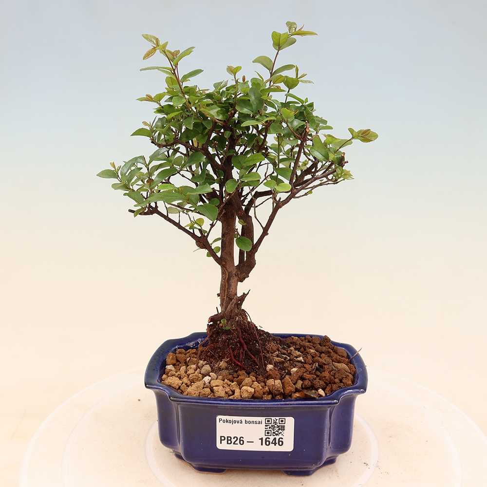 Bonsai pokojowe - Sageretia thea - Sageretia thea