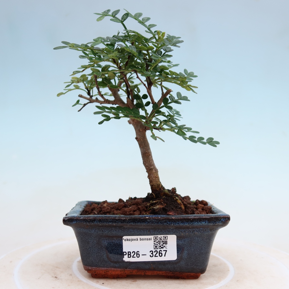 Pokój bonsai - Zantoxylum piperitum - drzewo pieprzowe