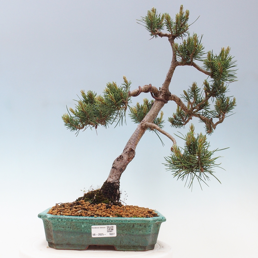 Outdoor bonsai - Pinus Sylvestris - sosna zwyczajna