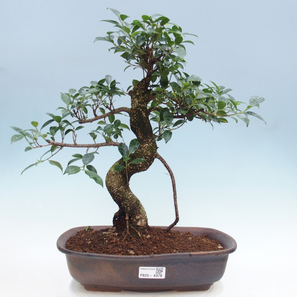 Pokój bonsai - Ficus retusa - figowiec drobnolistny