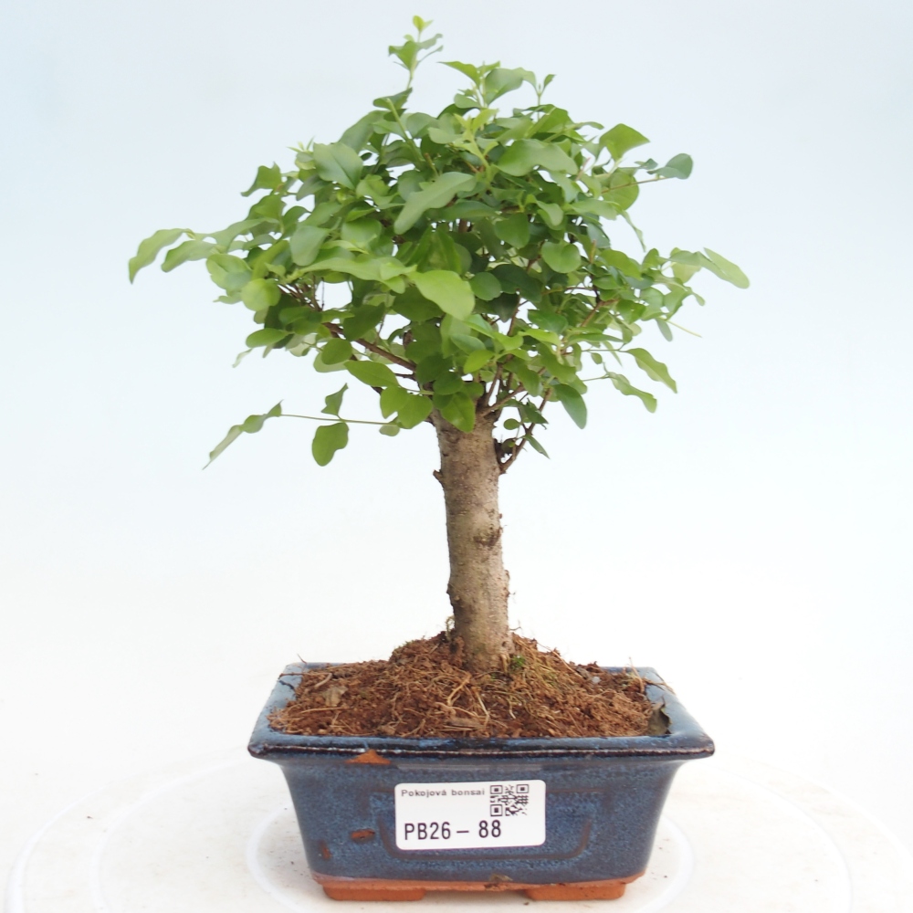 Pokój bonsai - Ligustrum chinensis - Dziób ptaka