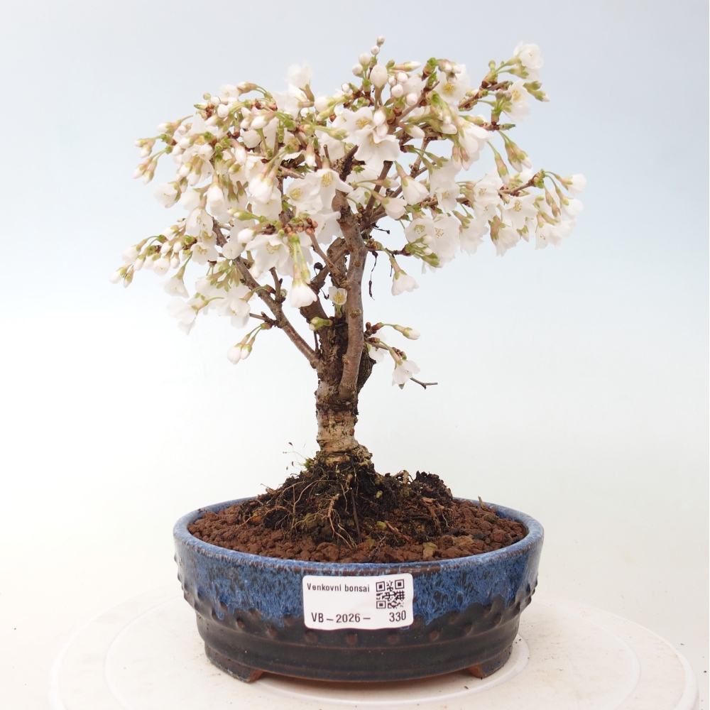 Outdoor bonsai - Prunus incisa Kojou-no mai-Plivon wycięty
