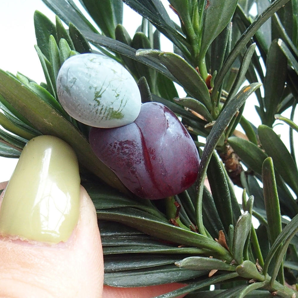 Kryty bonsai - Podocarpus - Kamień tys