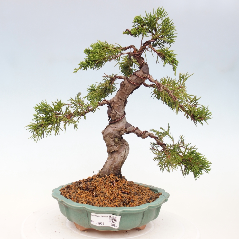 Outdoor bonsai - Juniperus chinensis Itoigawa - Jałowiec chiński