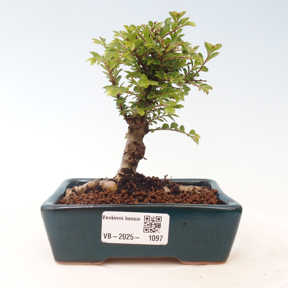 Bonsai zewnętrzne - Ulmus parvifolia Sagei - Wiąz drobnolistny