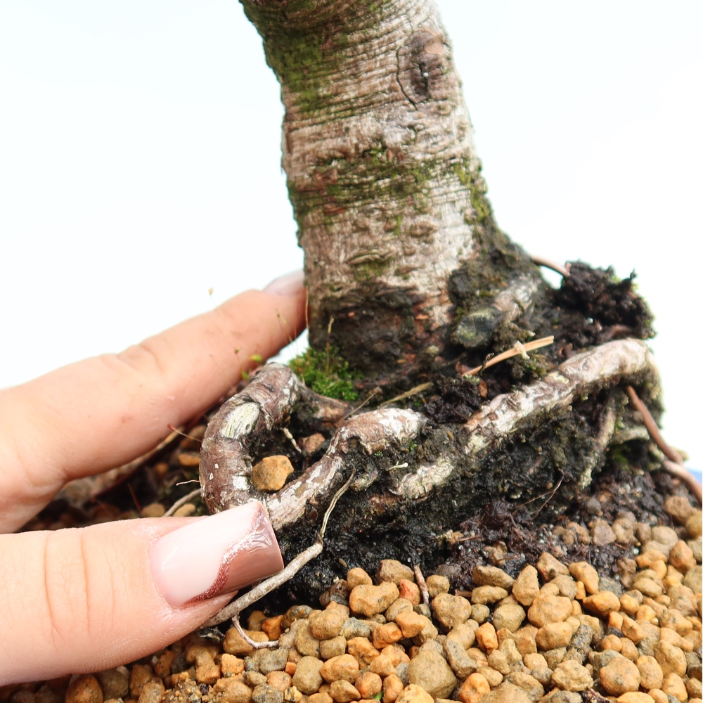 Bonsai ogrodowe – Pinus mugo Humpy – sosna karłowata