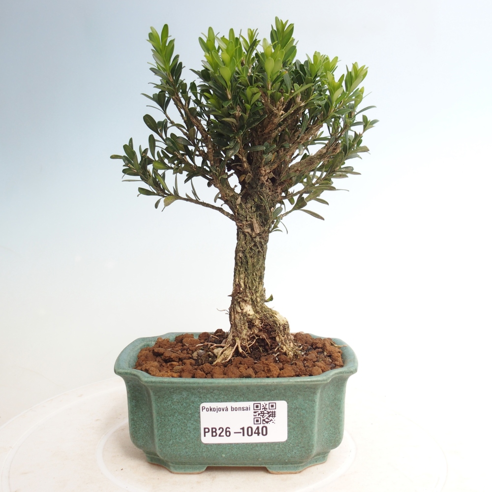Pokój bonsai - Buxus harlandii - buxus korkowy