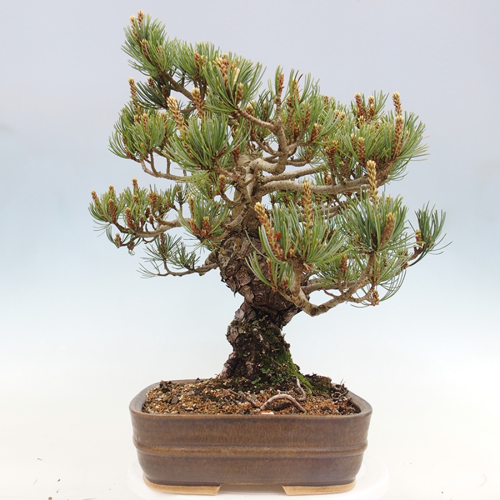 Outdoor bonsai - Pinus parviflora - Pinus parviflora