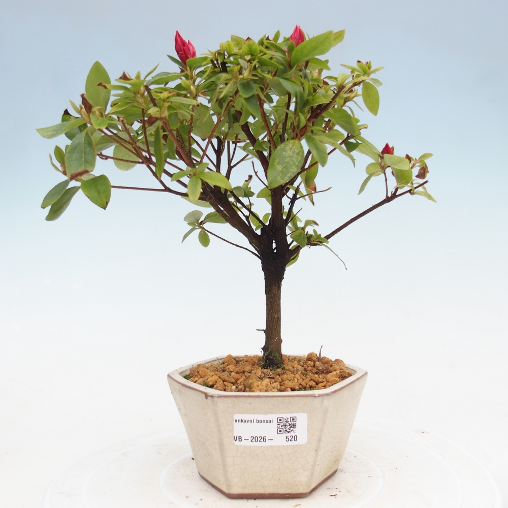 Outdoor bonsai - Azalia japońska - Azalea sp.
