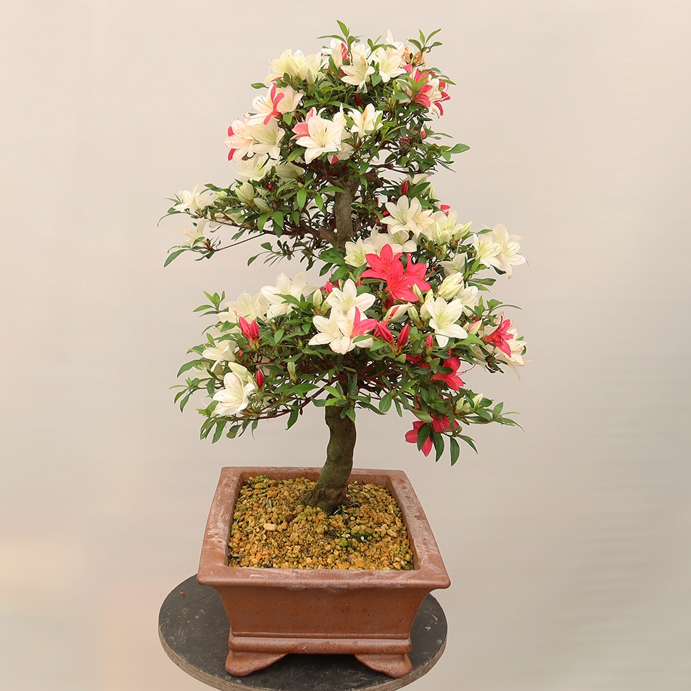 Bonsai zewnętrzne - Azalia japońska - Azalia CHIHIRO
