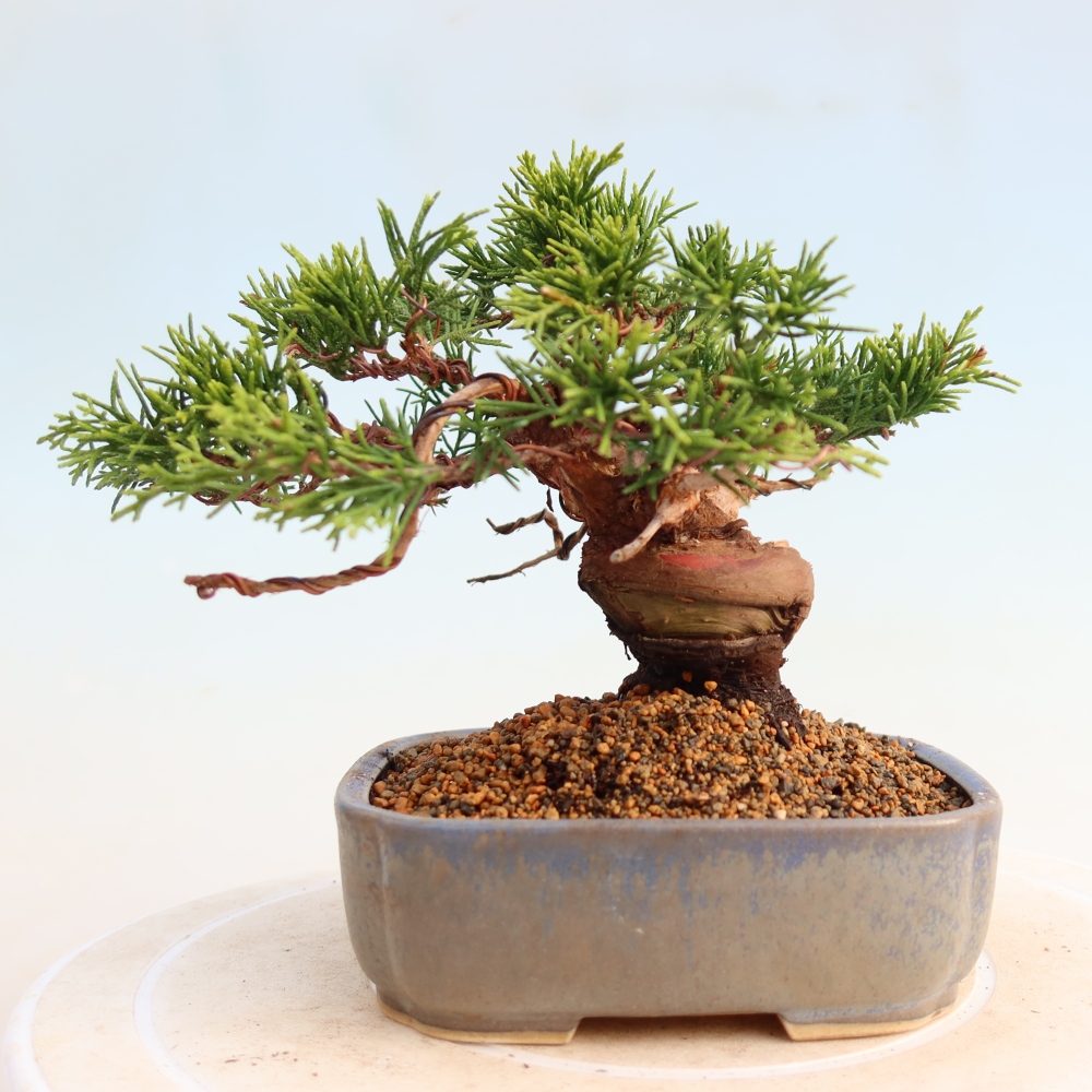 Outdoor bonsai - Juniperus chinensis Itoigawa - Jałowiec chiński
