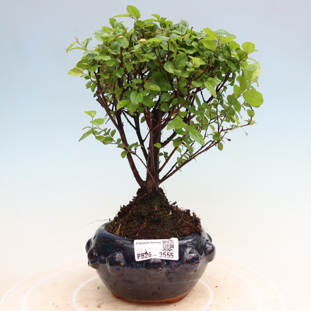 Bonsai pokojowe - Sageretia thea - Sageretia thea