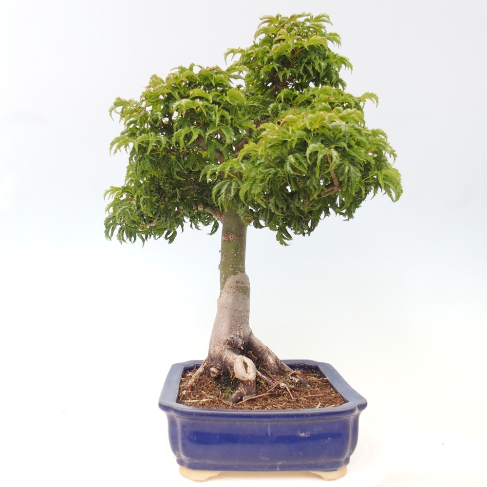 Outdoor bonsai - palma jaworowa Acer palmatum Shishigashira