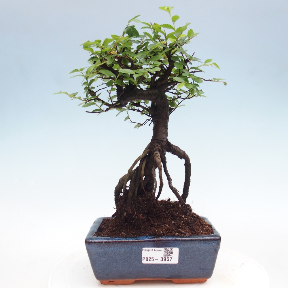Pokój bonsai - Ulmus parvifolia - Wiąz drobnolistny