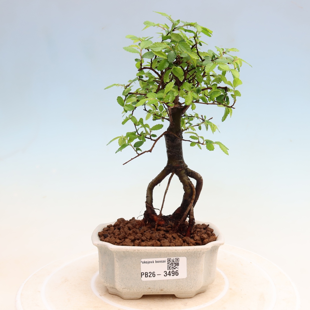 Pokój bonsai - Ulmus parvifolia - Wiąz drobnolistny
