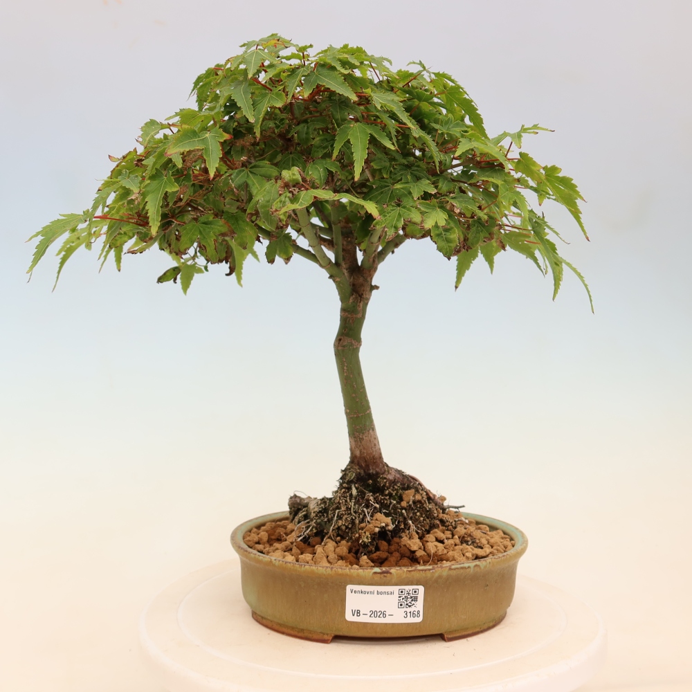 Acer palmatum KIOHIME - klon palmowy