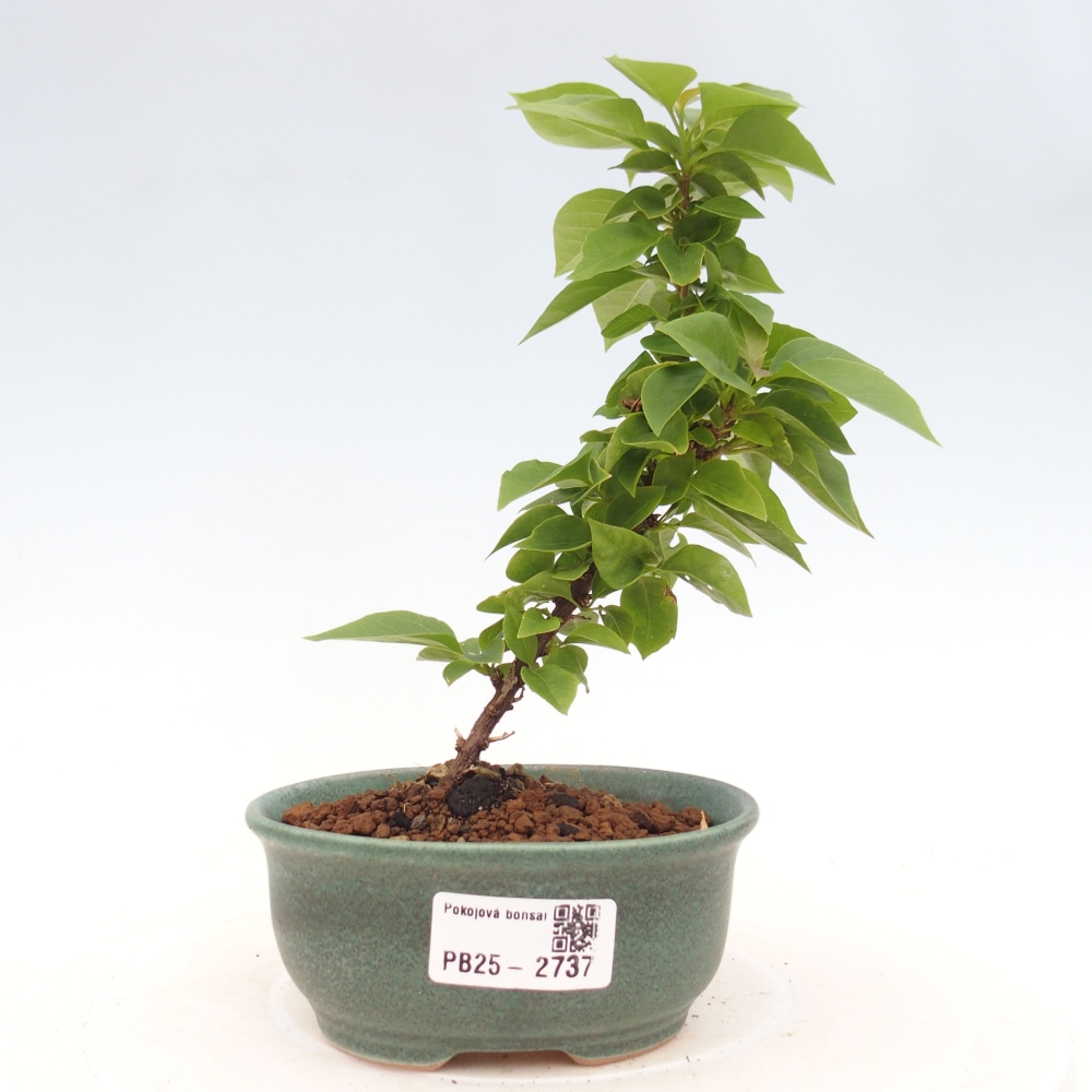 Bonsai do wnętrz - Bouganwilea
