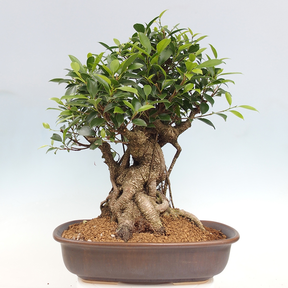 Bonsai pokojowe - Ficus kimmen - figowiec drobnolistny - WYŁĄCZNIE ODBIÓR OSOBISTY lub transport paletowy