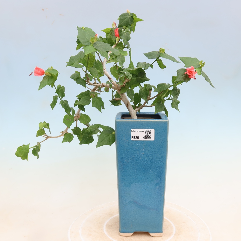Bonsai domowe - Malvaviscus arboreus