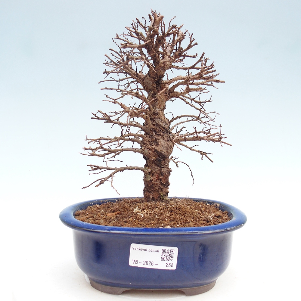 Bonsai zewnętrzne - Zelkova - Zelkova NIRE
