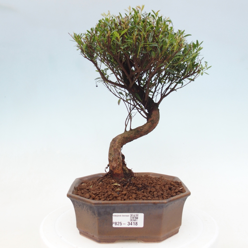 Pokój bonsai - Syzygium - Pimento