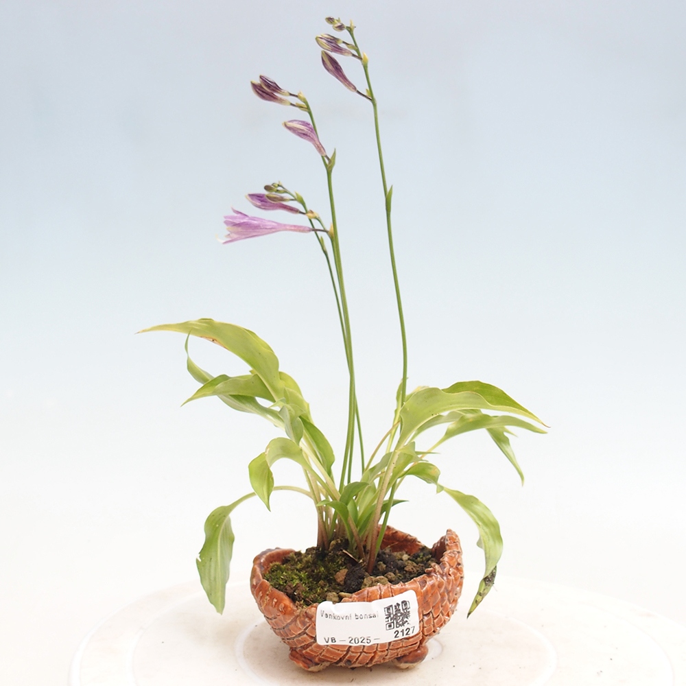 Outdoor bonsai - Mini Hosta - Bogini