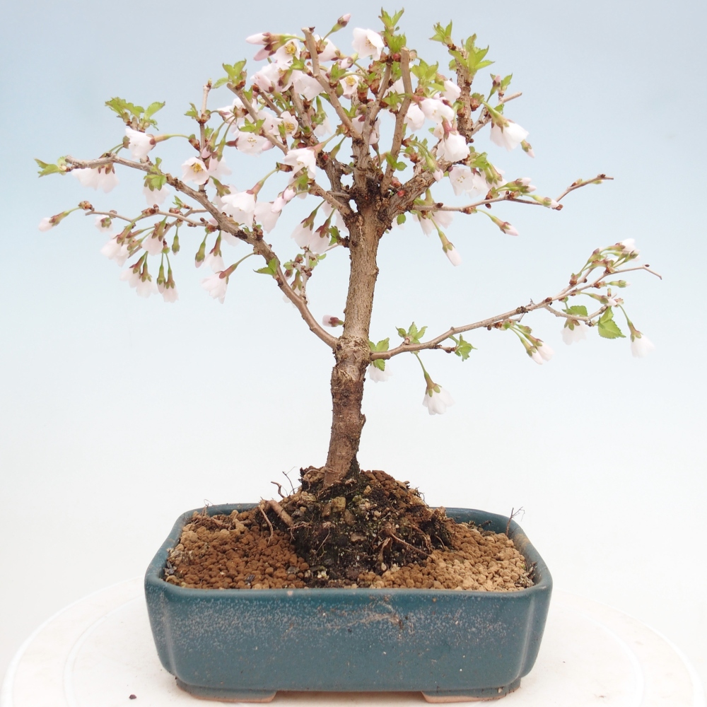 Outdoor bonsai - Prunus incisa Kojou-no mai-Plivon wycięty