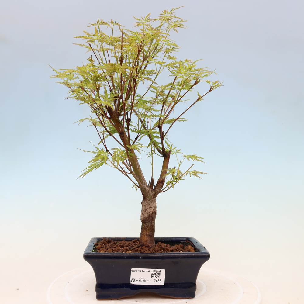 Outdoor bonsai - Acer palmatum Dissectum - Klon japoński 