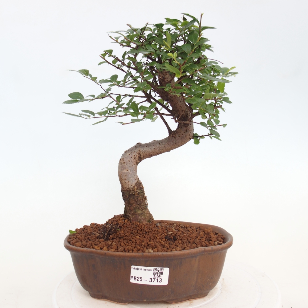 Pokój bonsai - Ulmus parvifolia - Wiąz drobnolistny