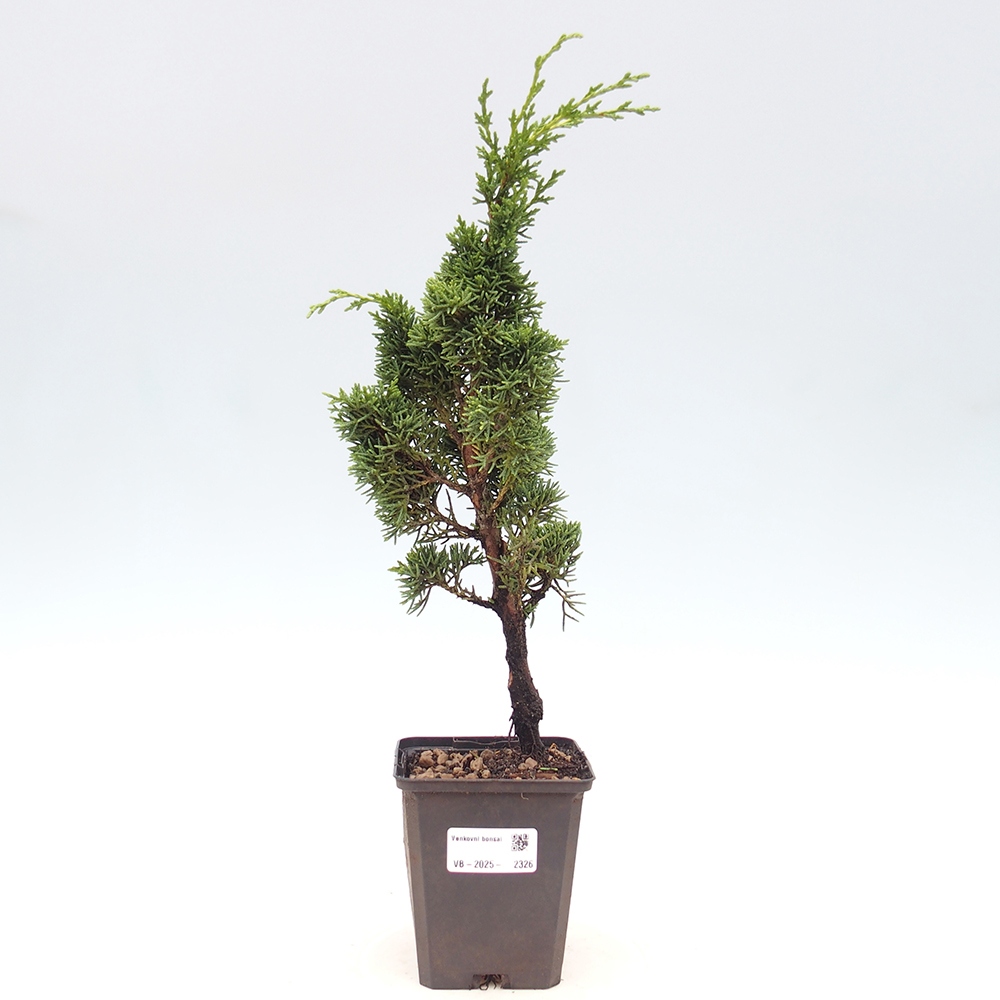 Outdoor bonsai - Juniperus chinensis Kishu - chiński jałowiec