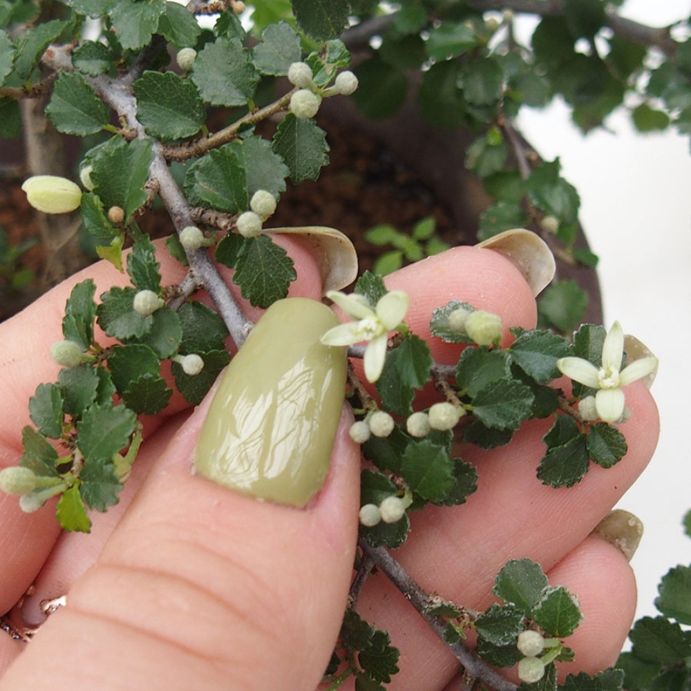 Bonsai wewnętrzne - Grewia sp. - Grewie drobnolistne