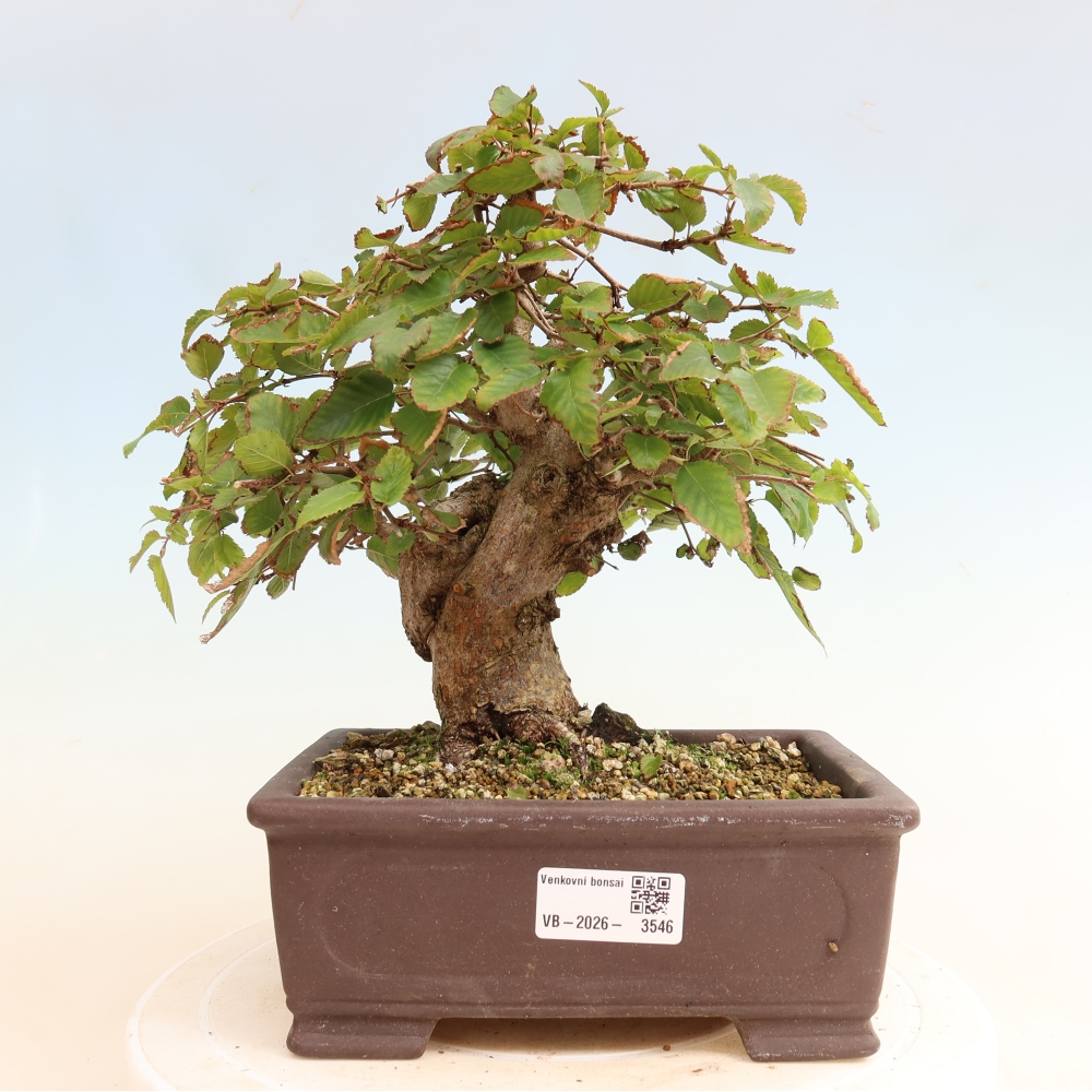 Outdoor bonsai - Carpinus CARPINOIDES - grab koreański