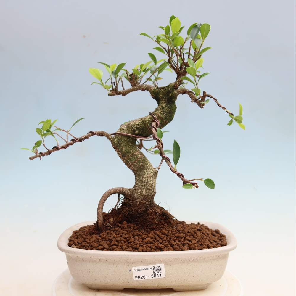 Pokój bonsai - Ficus kimmen - figowiec drobnolistny