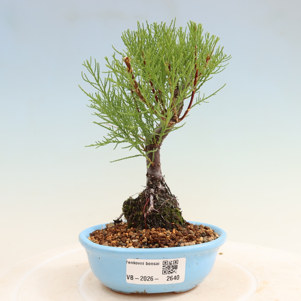 Bonsai ogrodowe – Tamaryszek – Tamarix
