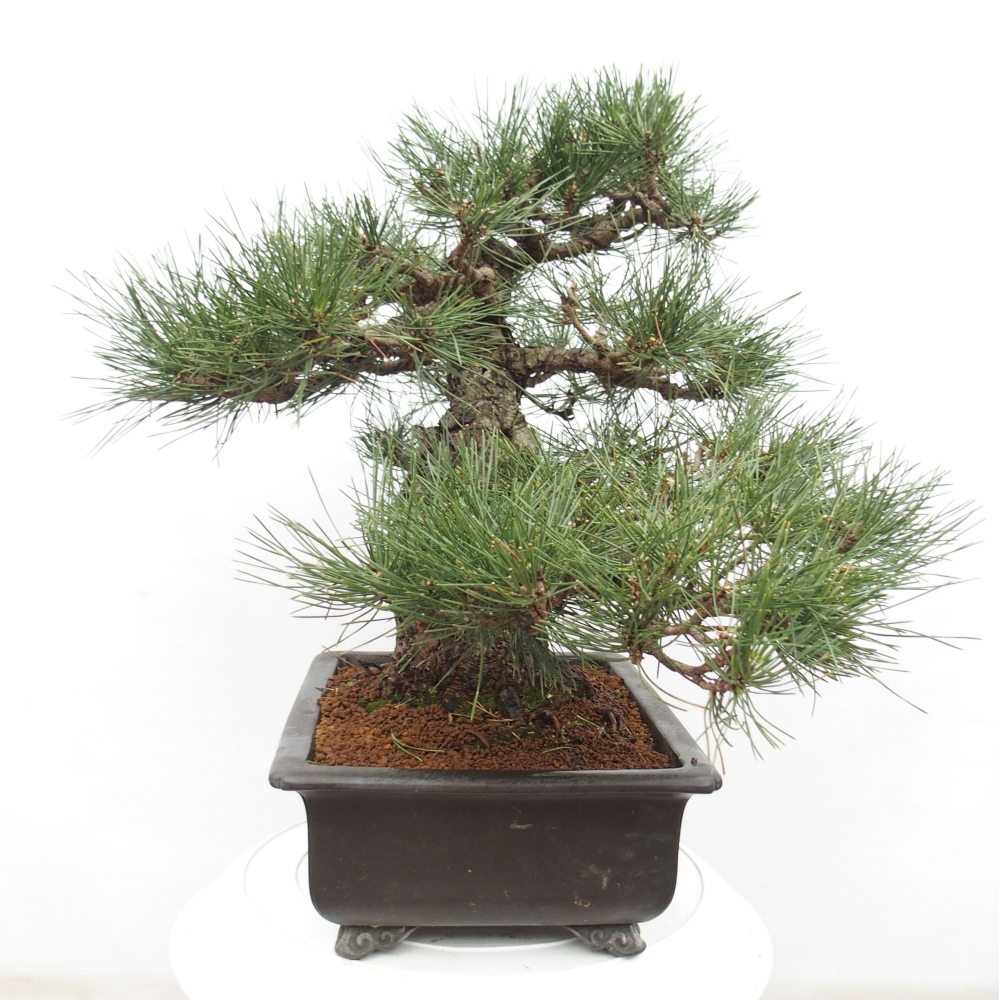 Bonsai ogrodowe - Pinus thunbergii - Sosna Thunberg