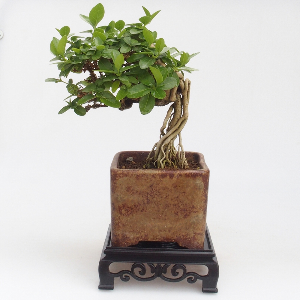 Stolik bonsai plastikowy kwadratowy 12,5 x 12,5 x 4  cm, kolor czarny