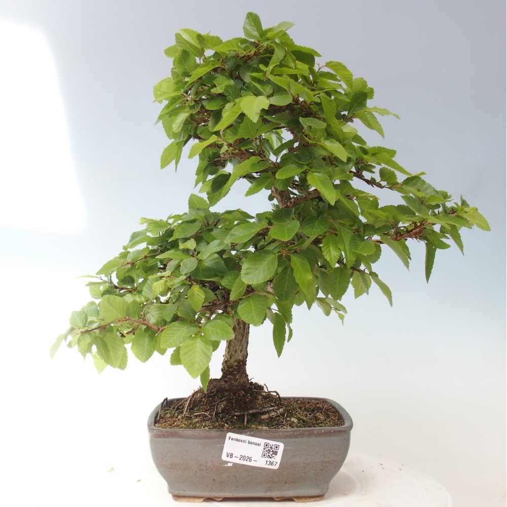 Outdoor bonsai - Carpinus CARPINOIDES - grab koreański